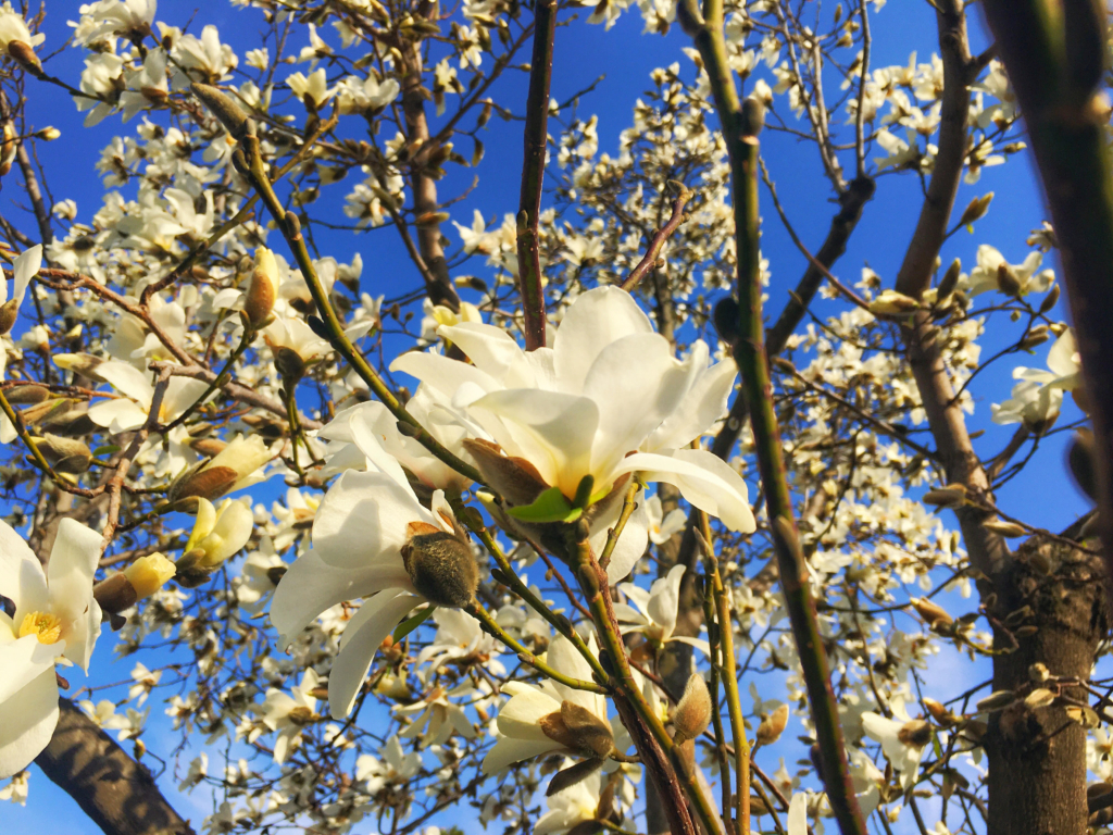 浅間温泉 コブシの花が見ごろ きれいに咲いてきました わいわい広場