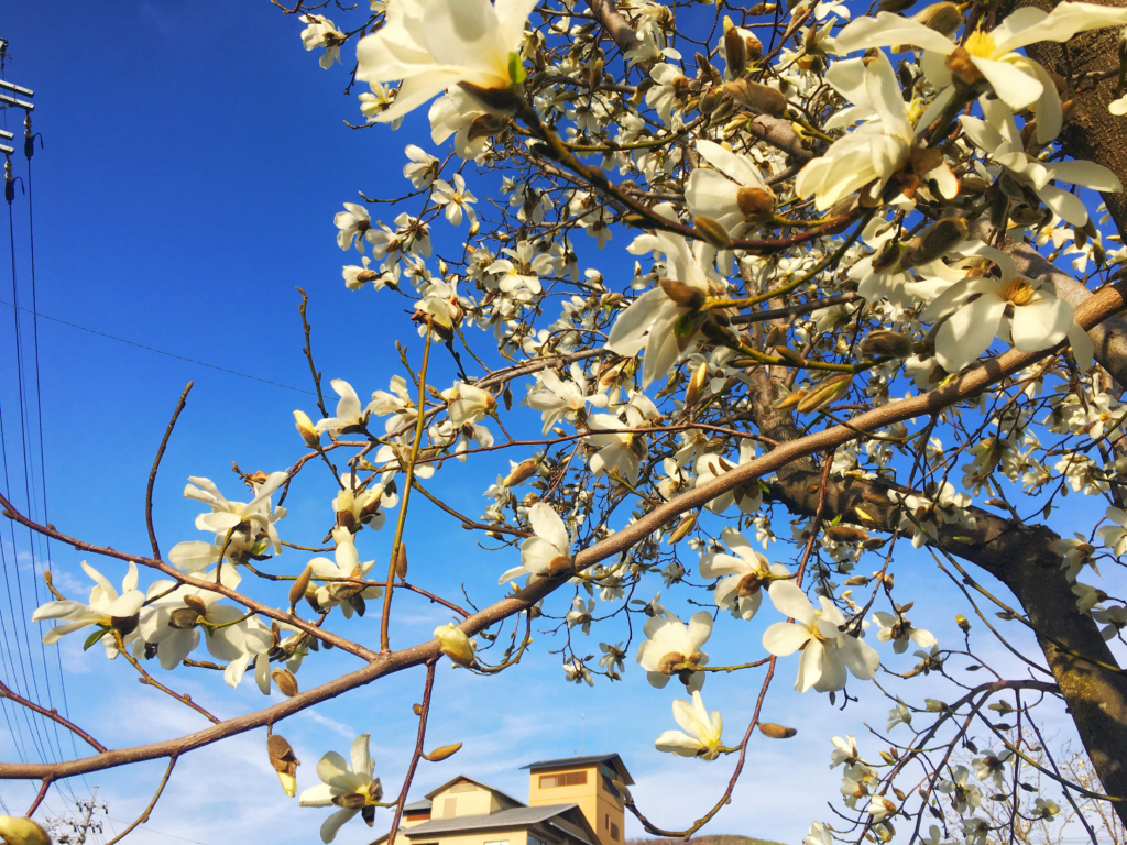 浅間温泉 コブシの花が見ごろ きれいに咲いてきました わいわい広場