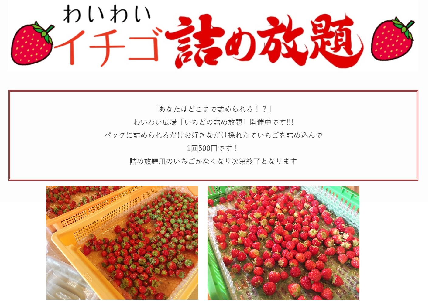 数量限定！とってもお得ないちごの詰め放題🍓開催中です