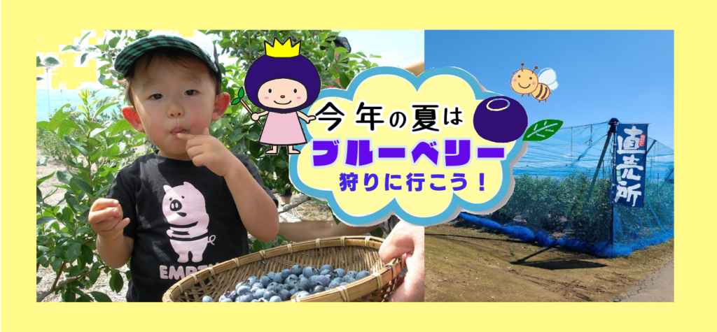 松本市和田の信州ブルーベリーLov．さん【ブルーベリー狩り】60分園内食べ放題＋お土産つき！がスタート