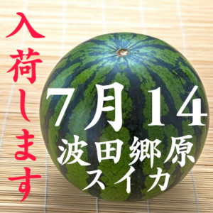 7月14日松本市波田郷原スイカ、入荷します